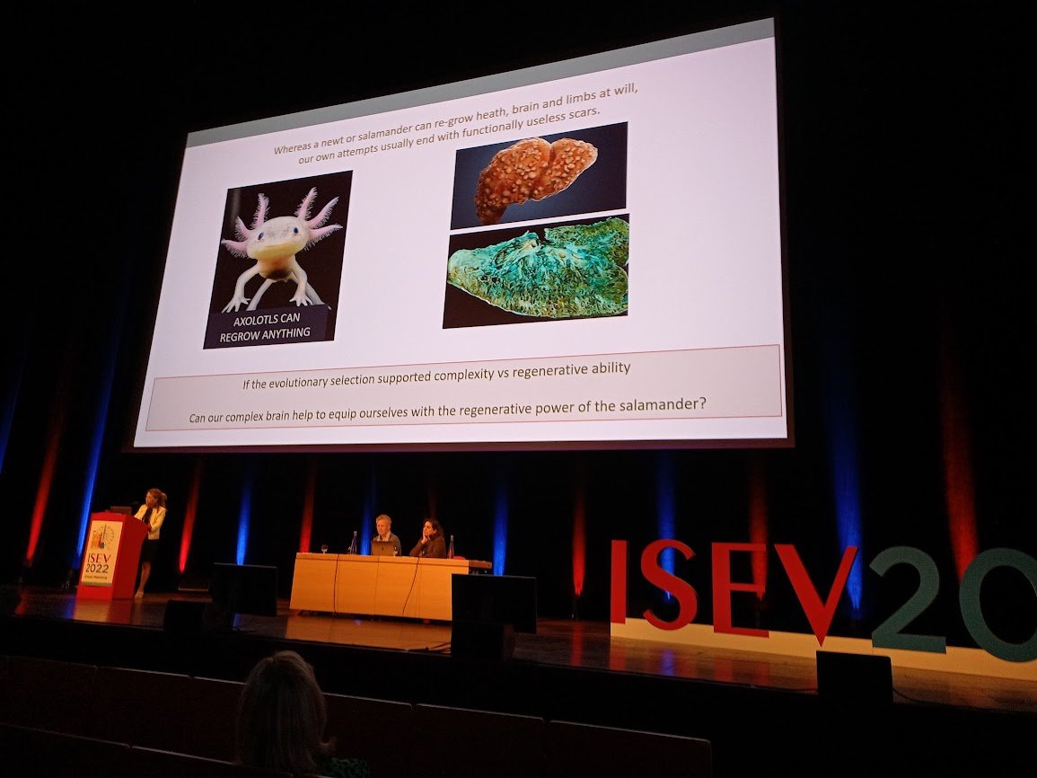 Great overview on #EVs in #tissueregeneration by @BBussolati from @EVItaSociety at #ISEV2022 So cute axolotl, by the way 😎😍