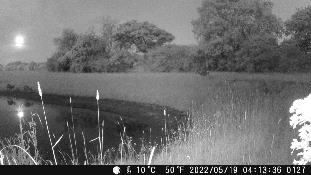 LongLandsCommon's tweet photo. We've spotted some night time visitors visiting the new ponds.

Fantastic images captured by our very own @BenTheSkinner 

Check back in tomorrow when we post some of Ben's magical video footage.

#longlandscommon #nature #fox #deer #harrogate #bilton https://t.co/BEYLyjoOYE