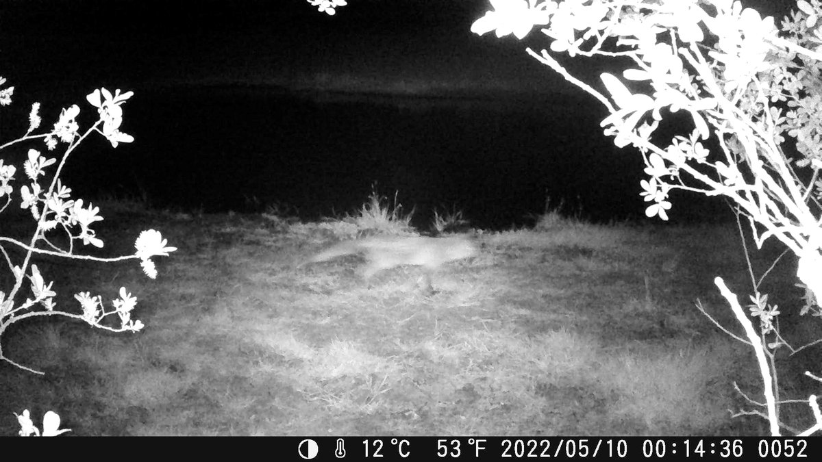LongLandsCommon's tweet photo. We've spotted some night time visitors visiting the new ponds.

Fantastic images captured by our very own @BenTheSkinner 

Check back in tomorrow when we post some of Ben's magical video footage.

#longlandscommon #nature #fox #deer #harrogate #bilton https://t.co/BEYLyjoOYE