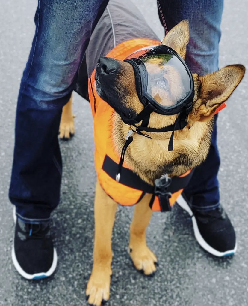 ShedrowK9's tweet photo. Ready to rock! 😎
📸 Thor https://t.co/c0JZfgUR9o