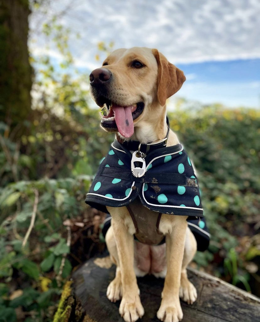 ShedrowK9's tweet photo. We hope your Wednesday is a blissful as Muggles’! 
📸 Muggles
📍 Glen Valley Regional Park https://t.co/pEX8Pr1s3P