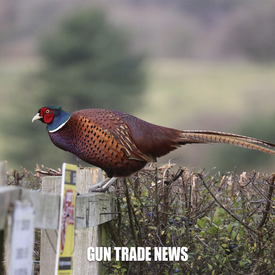 Gun Trade News tweet media