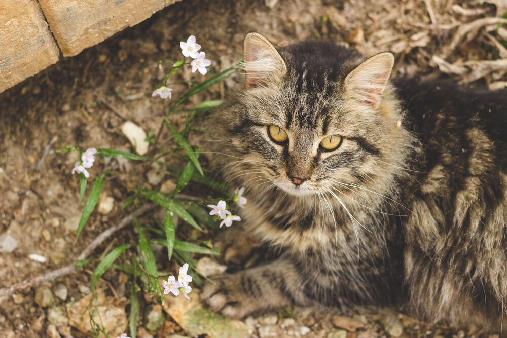 MiraVista Veterinary Diagnostics on Twitter "While dogs can develop 