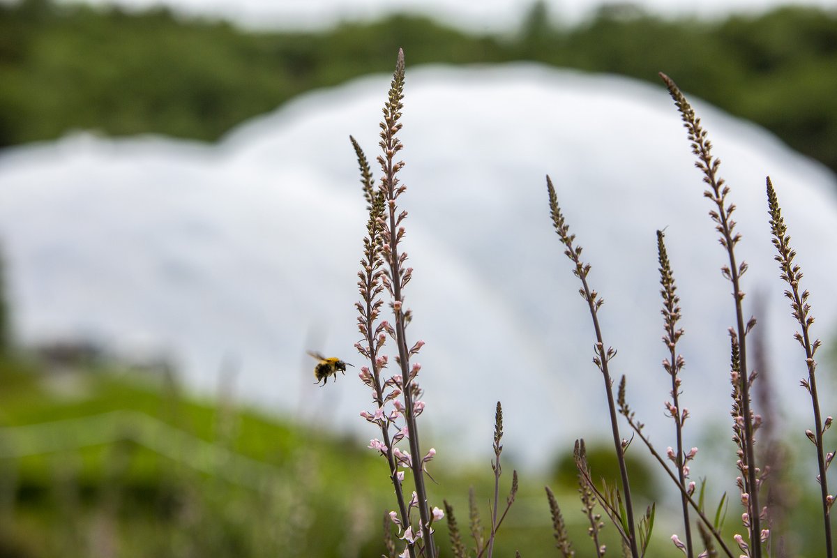 eden_media_team's tweet photo. The largest ever climate-positive living artwork is blooming for the first time @EdenProject . #PollinatorPathmaker is a 55-metre-long installation by @daisyginsberg that challenges what & who a garden is for. The first in a series of global editions🐝
https://t.co/WFjr3riCiL https://t.co/HDQAXfZl04