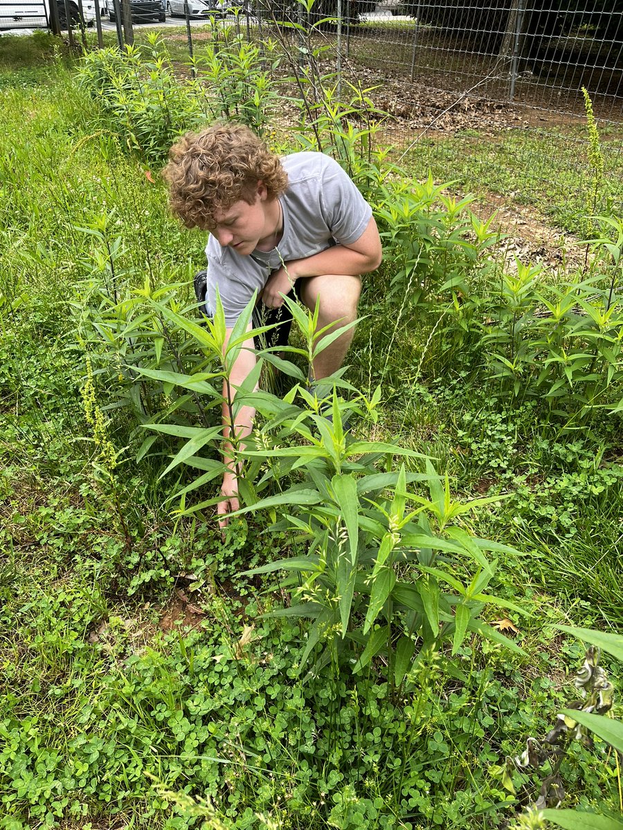 NationFordFFA's tweet photo. How would you like for your final semester exam to involve a Schweinitz’s sunflower stem count? #CTE #doingtolearn @NationalFFA @FortMillSD https://t.co/sNp61xMFTp