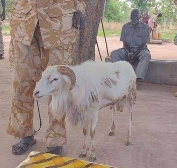 AfricaFactsZone's tweet photo. A ram has been sentenced to 3 years in prison for headbutting a woman to death in South Sudan.
The Police said they arrested the ram instead of the owner because the owner is innocent.
The ram will belong to the victim's family after it serves its jail sentence. https://t.co/EoC2TWPcaf