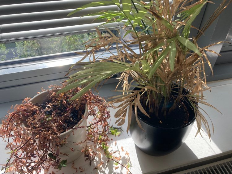 My (surviving) office plants can relate.