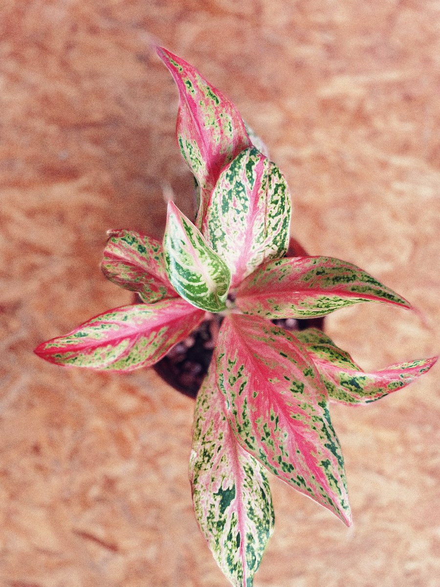 kappacactus's tweet photo. No matter how you look at it, no two leaves are the same 💕💚💕 https://t.co/TSLDRlnbG9