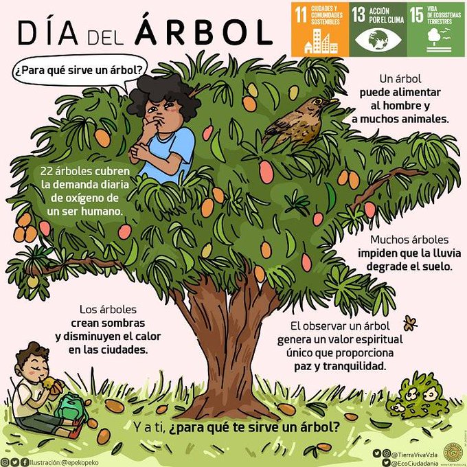 TierraVivaVzla's tweet photo. En el Día del Árbol resaltamos los beneficios que nos aportan estas plantas en nuestra vida cotidiana y para el equilibrio del ecosistema 

#DíaDelÁrbol 
#SomosBiodiversidad https://t.co/9UphnWIPsm