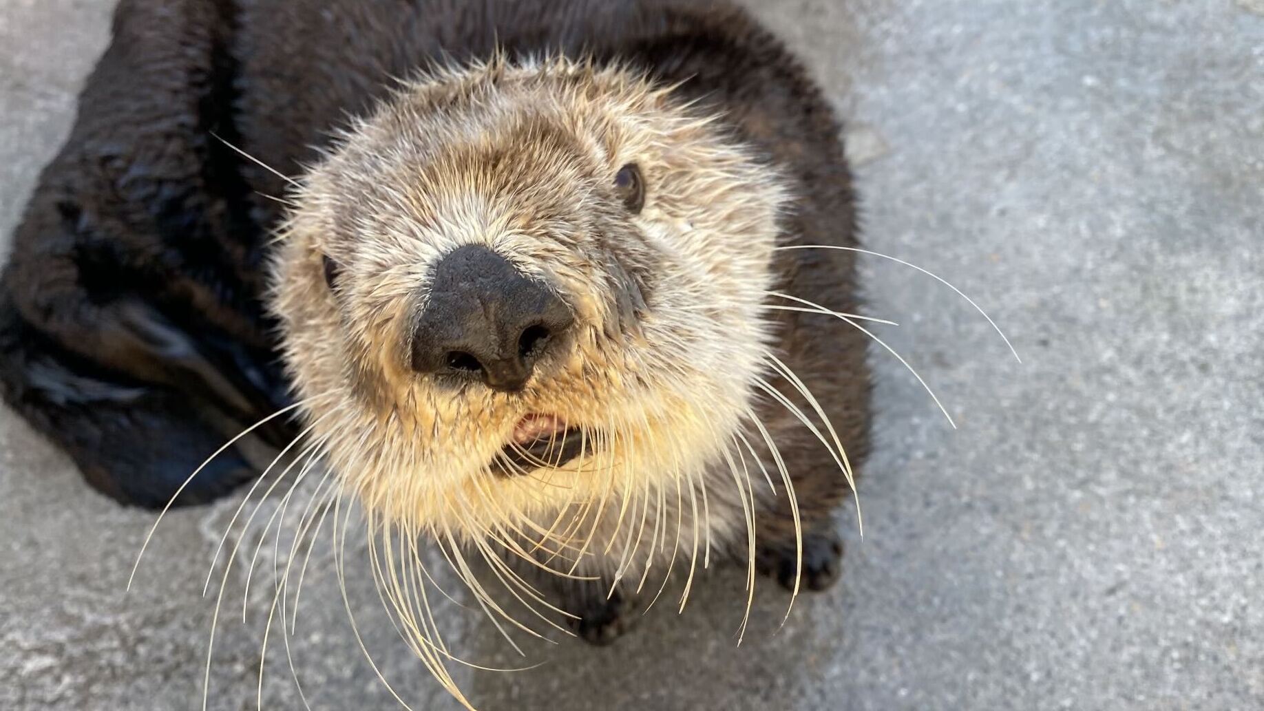 Monterey Bay Aquarium on Twitter "Bon voyage, Abby! After ten otterly