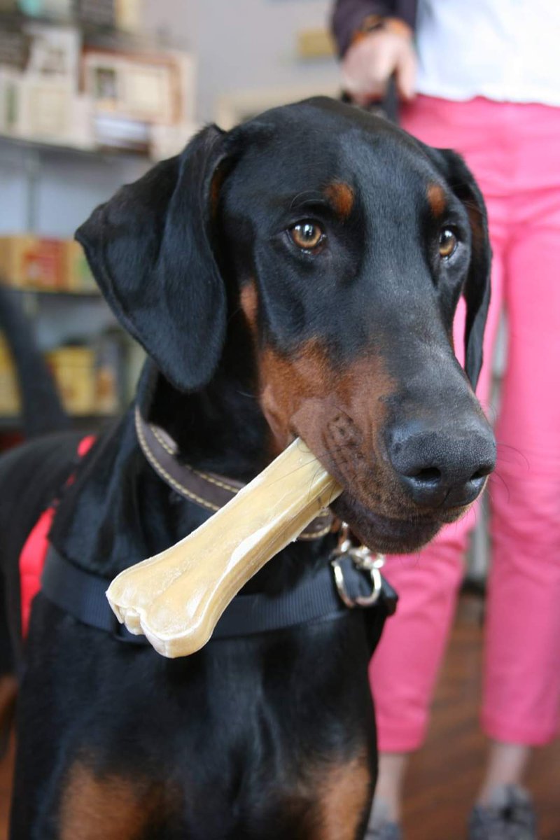 NotBadForHerAge's tweet image. Facebook is great but when an unexpected memory pops up on your timeline it can bring a smile tinged with sadness. This was #Reuben looking mightily pleased with himself in a pet shop in Ambleside 🥰🐕🌈 #dobermann #MyShadow #BossDog