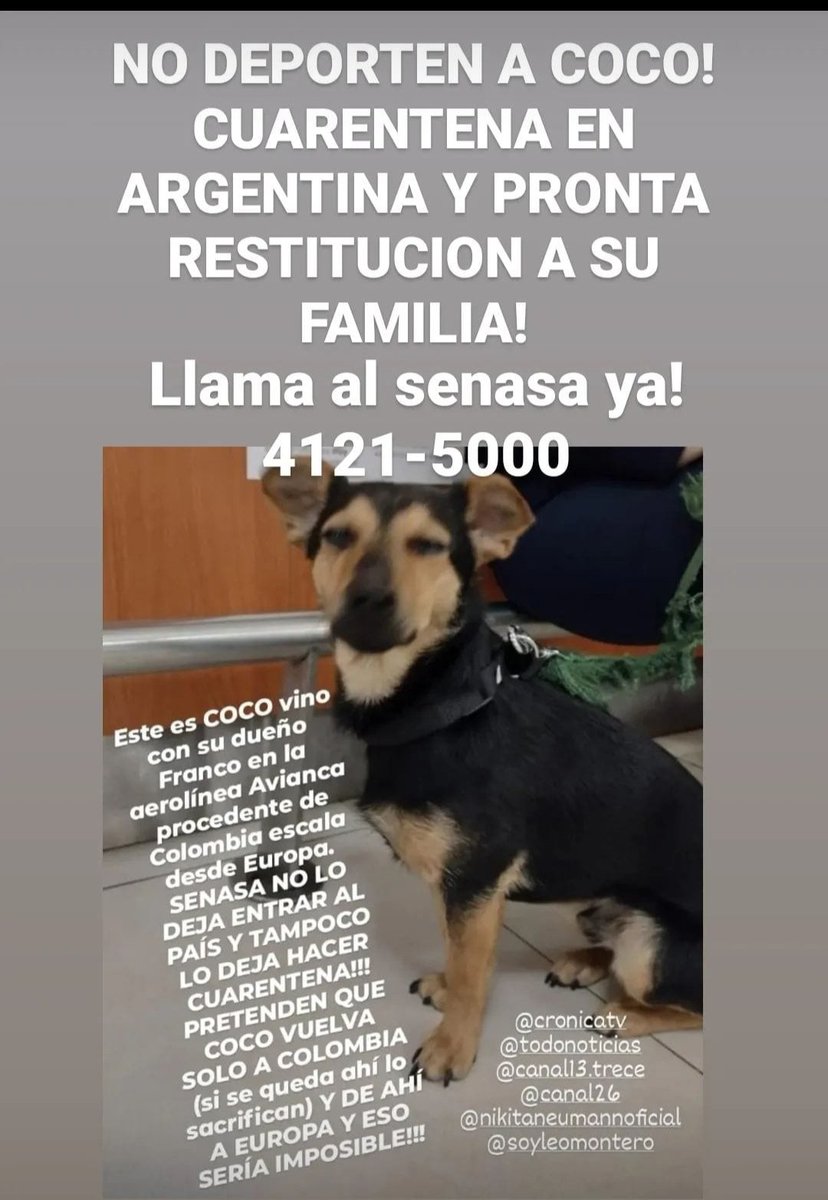 ContreraMonica's tweet photo. #LiberenaCoco Coco el perro https://t.co/SCx3QEwnOp