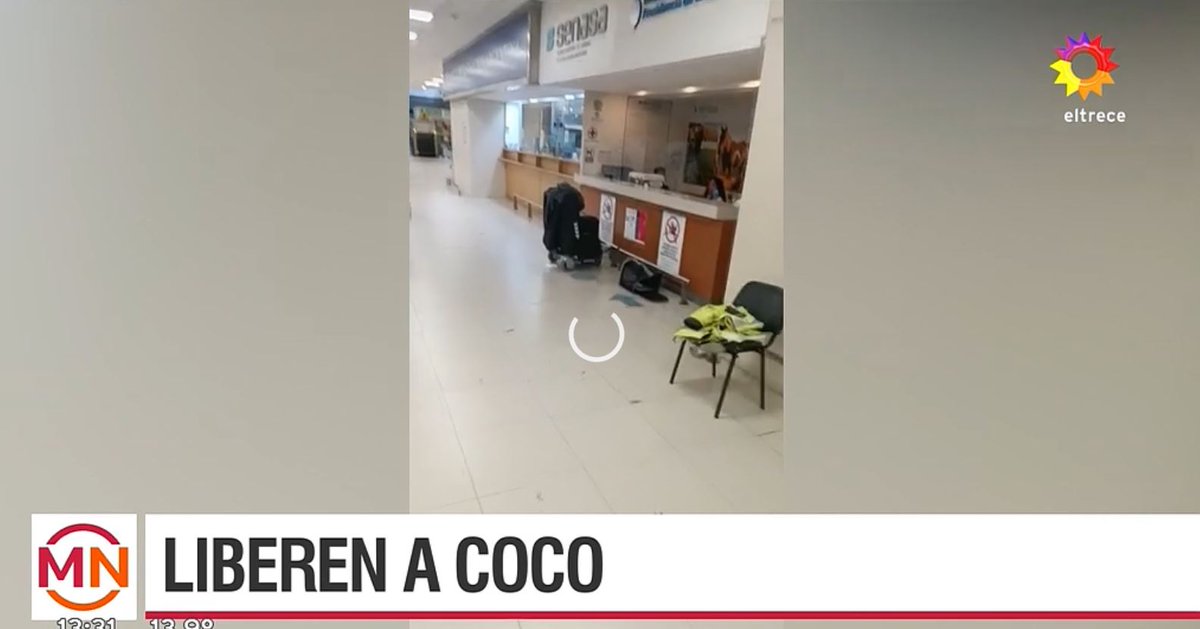 Chiabilotta_'s tweet photo. La ley de absurdo  en Ezeiza que tiene secuestrado a un perro porque se le vencio la vacuna antirrabica. Franco venía de Hungría para reunirse con su familia. Hace dos días que no se lo devuelven a su dueño y lo quieren sacrificar. RT URGENTE #LiberenACoco https://t.co/T5pBXcF8Z7