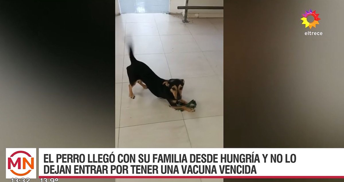 Chiabilotta_'s tweet photo. La ley de absurdo  en Ezeiza que tiene secuestrado a un perro porque se le vencio la vacuna antirrabica. Franco venía de Hungría para reunirse con su familia. Hace dos días que no se lo devuelven a su dueño y lo quieren sacrificar. RT URGENTE #LiberenACoco https://t.co/T5pBXcF8Z7