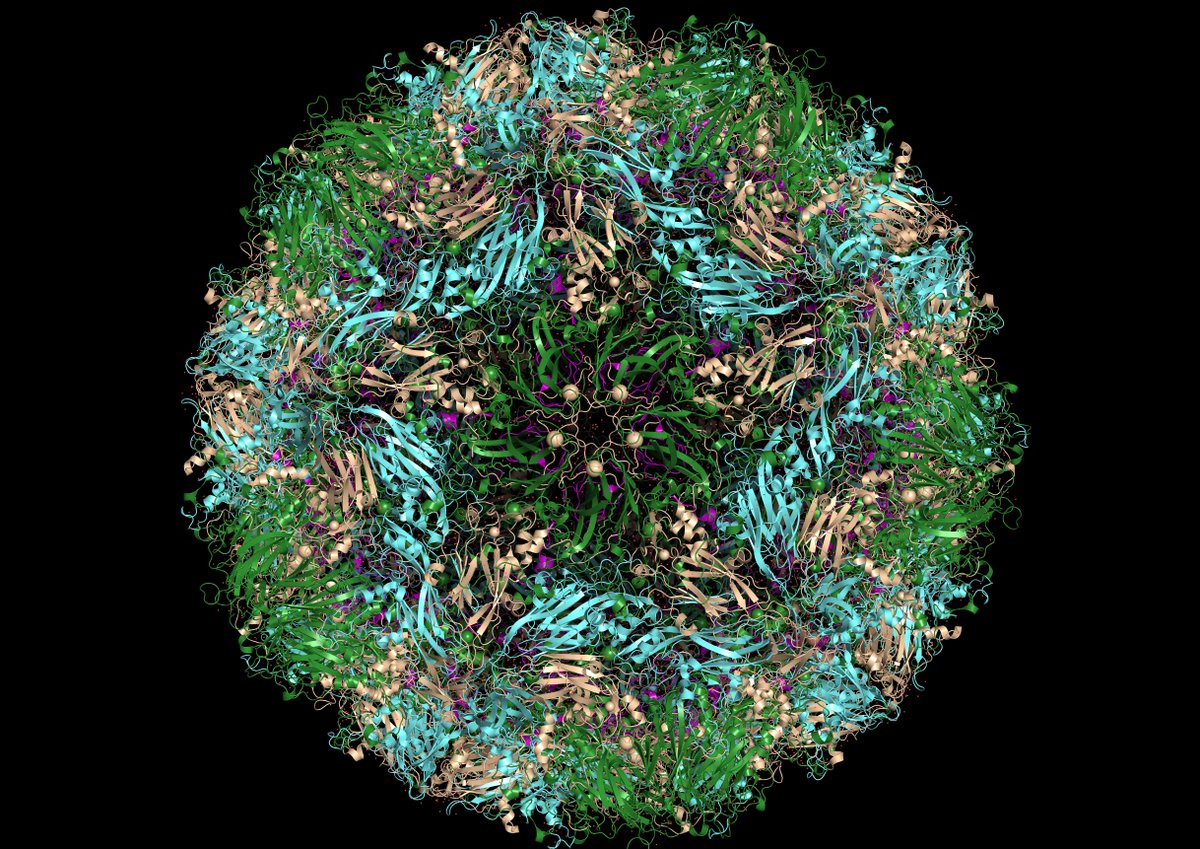 I find it astounding that there are people out there that still don't believe viruses exist or cause disease. As a structural biologist I though maybe I could shed some light on how we originally observed virus structures and how we can take direct photos of them now. 🧵