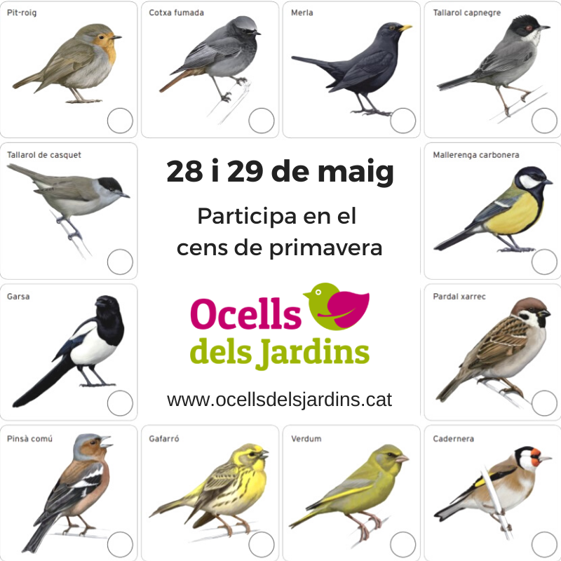 Aquest cap de setmana apunta't al cens de primavera del projecte Ocells dels Jardins. 
És molt fàcil: 
📜Descarrega't la fitxa ornitologia.org/ca/fitxa_jardi…
🐦 Surt a comptar els ocells que vegis al teu jardí o en un parc proper.
💻 Després entra les dades a ocellsdelsjardins.cat