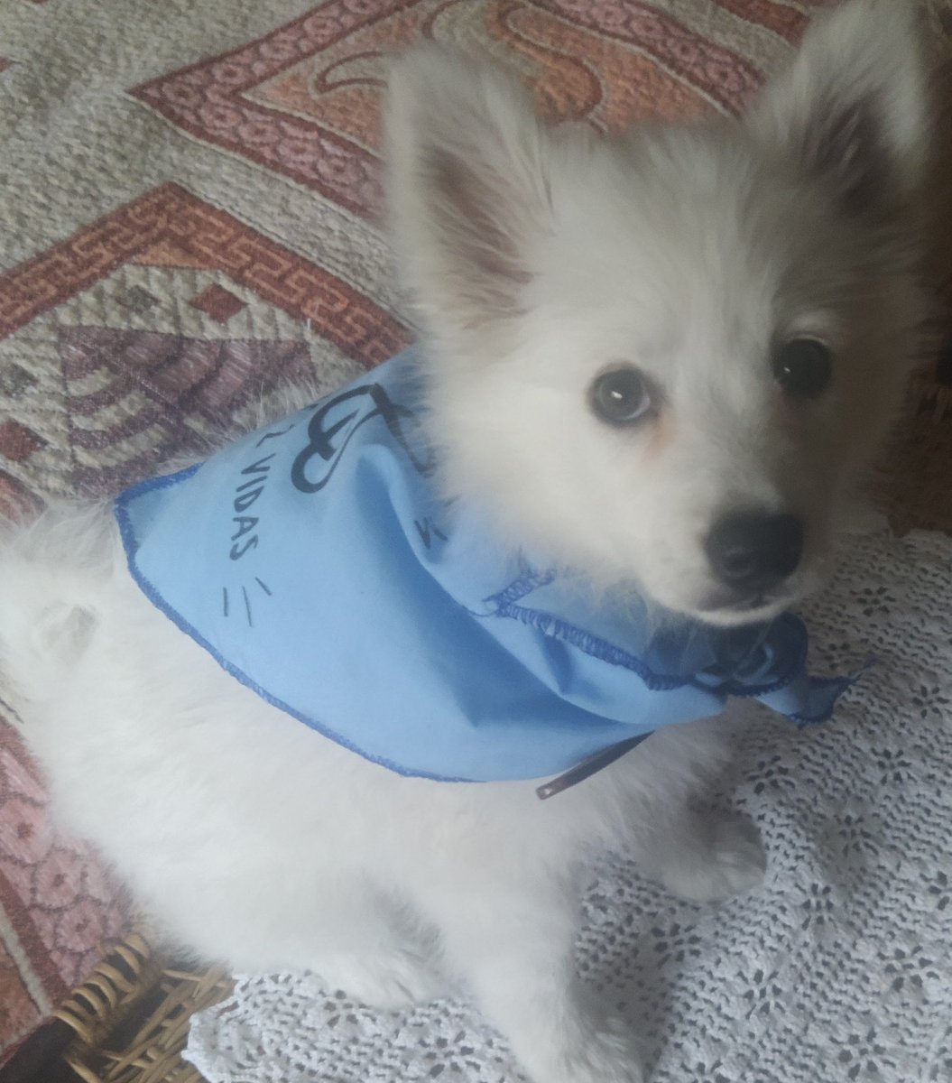 Avanzamos en protección animal y la vida humana desde la concepción se ve amenazada #NuevoLeónEsProVida