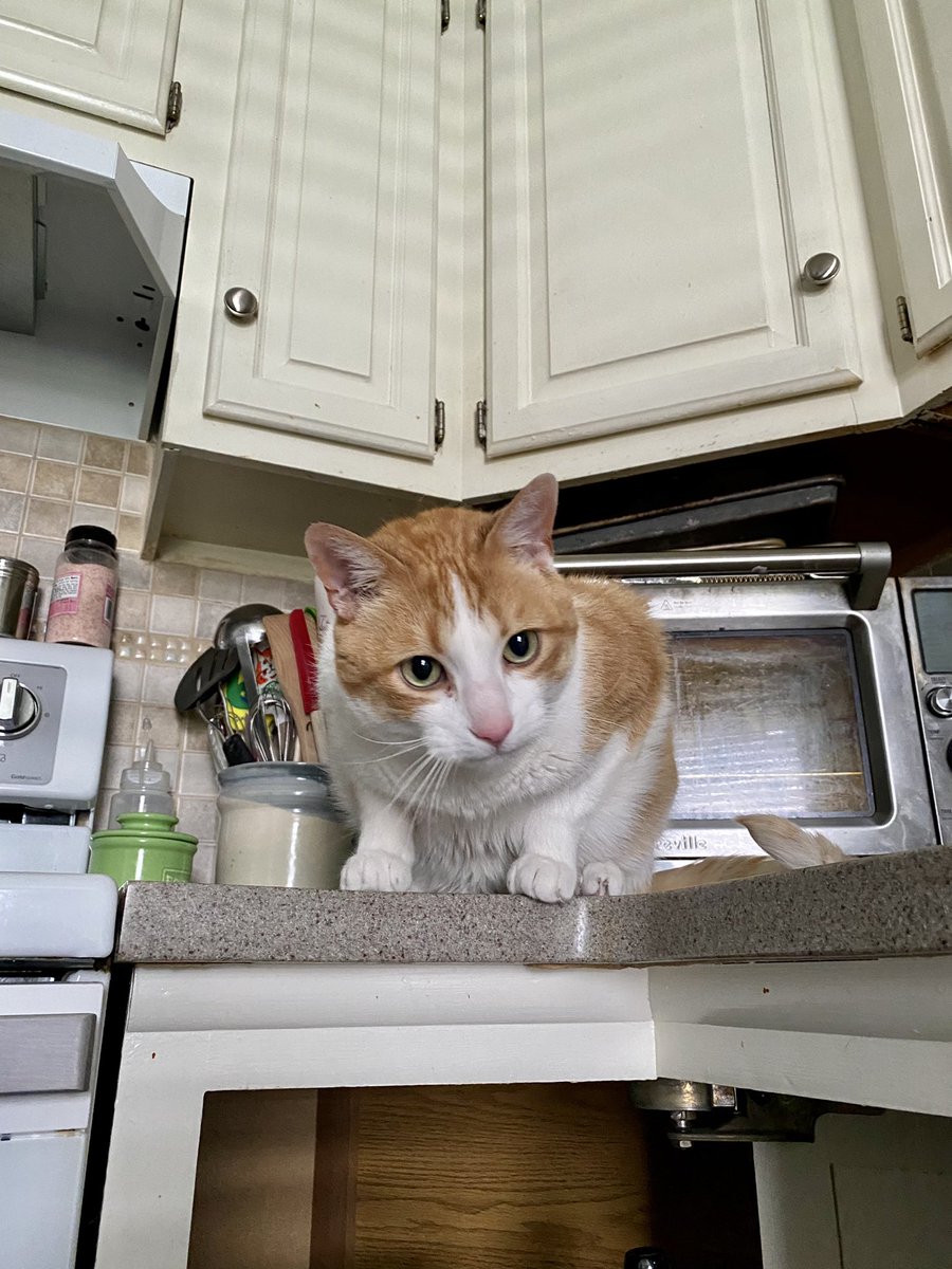 moomanandme's tweet photo. Supervising my mommy while she organizes the cabinet. No, I’m not waiting for her to leave so I can enter and explore. A cat’s work is never done! #CatsOfTwitter #supervisorcat https://t.co/dNgvh2B5l9