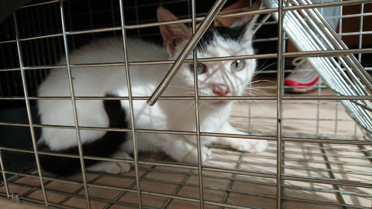 Colonias_Noain's tweet photo. En plena campaña de aplicación del método #CES #CER estos gatetes a partir de ahora serán #gatos #Ces monitorizados y cuidados. #ColoniasFelinas #ColoniasNoain #Noain #Navarra
#Nometoqueslosgatos https://t.co/ILh32KKBs0