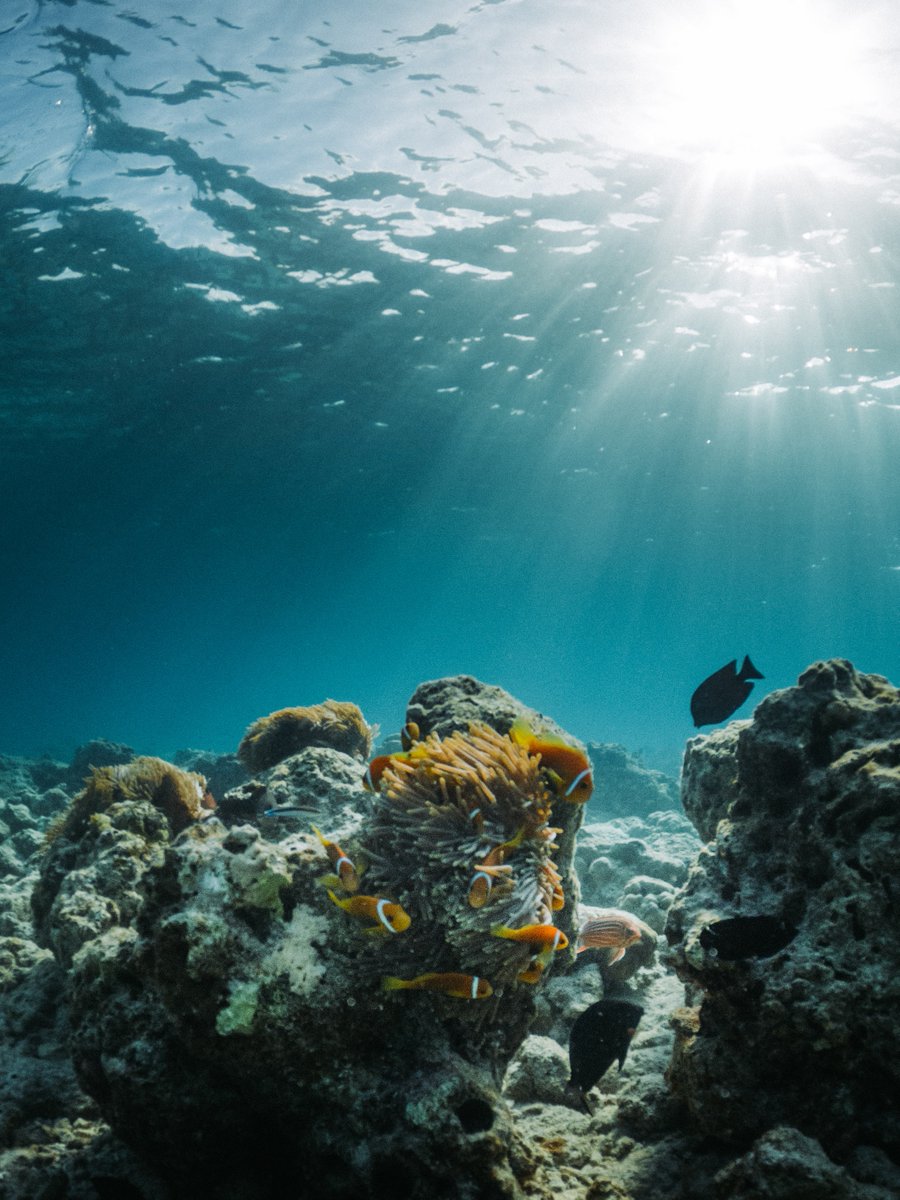 #corals are actually animals not plants - yet like plants, they need sunlight to grow!

That's why they thrive in shallow water - and that puts them at danger from human activities.

#CoralReefs #SaveSpectacular #NFT

Photo by Maahid Photos from Pexels