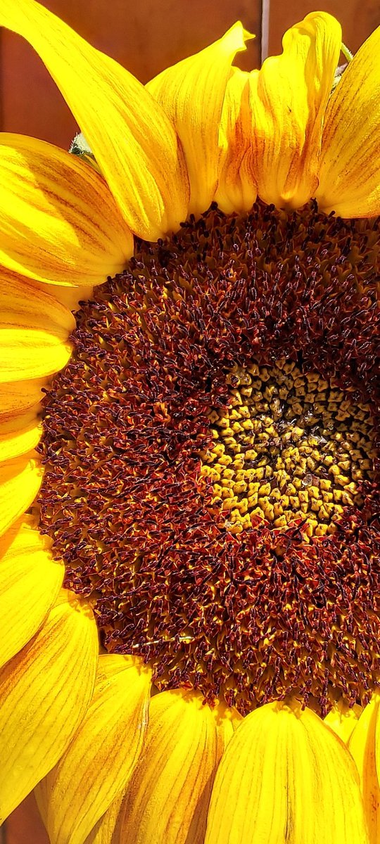 PerishedGarden's tweet photo. #JupiterThursday This #sunflower sure lives up to its name. Watch how they grow on YouTube
https://t.co/ySpV6Ufwqi Week 15 out tomorrow
#GoldenThursday #YellowThursday #garden #diygarden #plants #Flowers #SPRING #blooms https://t.co/luxNxcGcAG