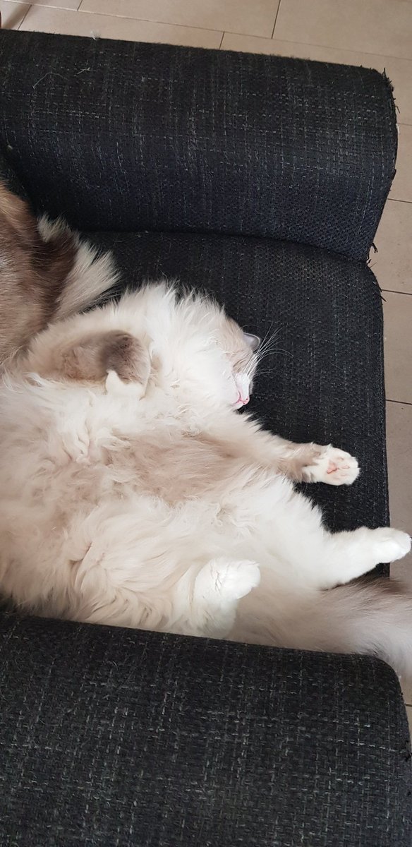 LizzySemmy's tweet photo. Nothing better than taking a nap! #CatsOfTwitter #cats #catlovers #kitty #sleepingcat https://t.co/BzPz9CY3Jx