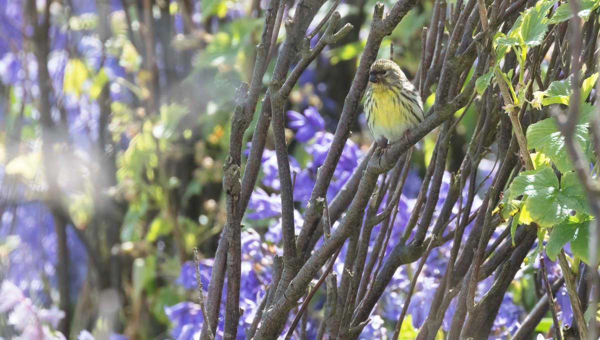 Serin still present <a href="/FI_Obs/">Fair Isle Bird Observatory</a> today, amongst the Bluebells at Midway this afternoon