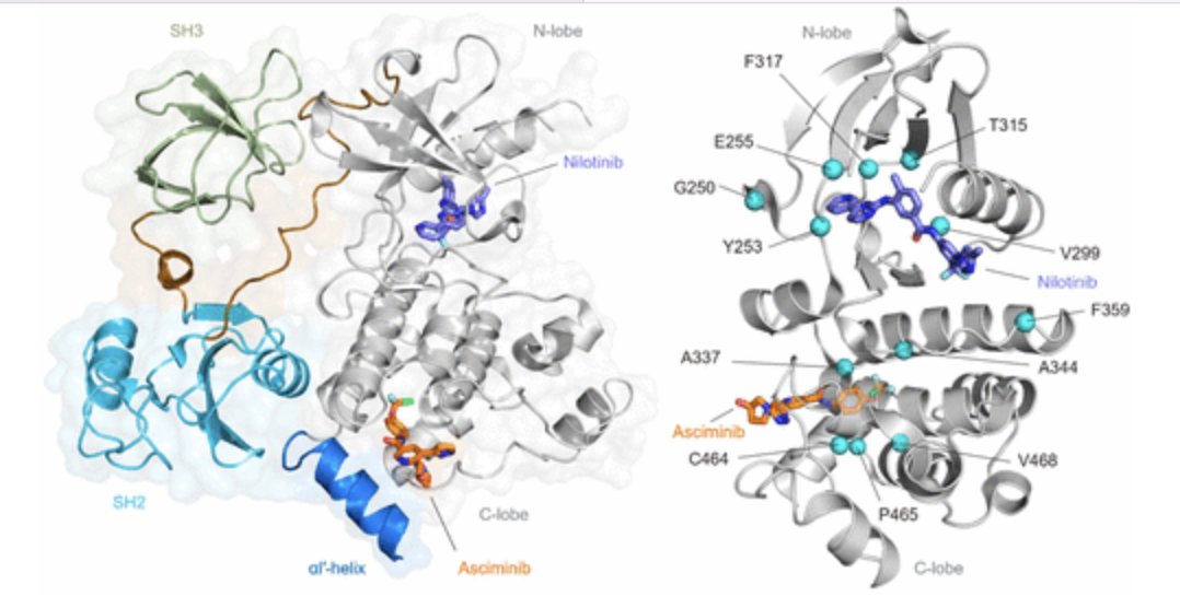 SCI leader Nathaniel Gray & others discuss the expanding arsenal of clinically available BCR-ABL1 TKIs that has enabled the effective management of Ph+-CML. bit.ly/3NAteSf #drugdiscovery @Stanford_ChEMH # ChronicMyeloidLeukemia