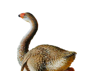 Big bird laid the egg. 
washingtonpost.com/science/2022/0…
<a href="/mc80york/">Matthew Collins @matthewcollins.bsky.social</a>
<a href="/PalaeoTo1/">ArchaeoBiomics</a> @RubySeadragon <a href="/AdminPalaeome/">Palaeome</a> <a href="/jclarkepaleolab/">Julia Clarke</a>