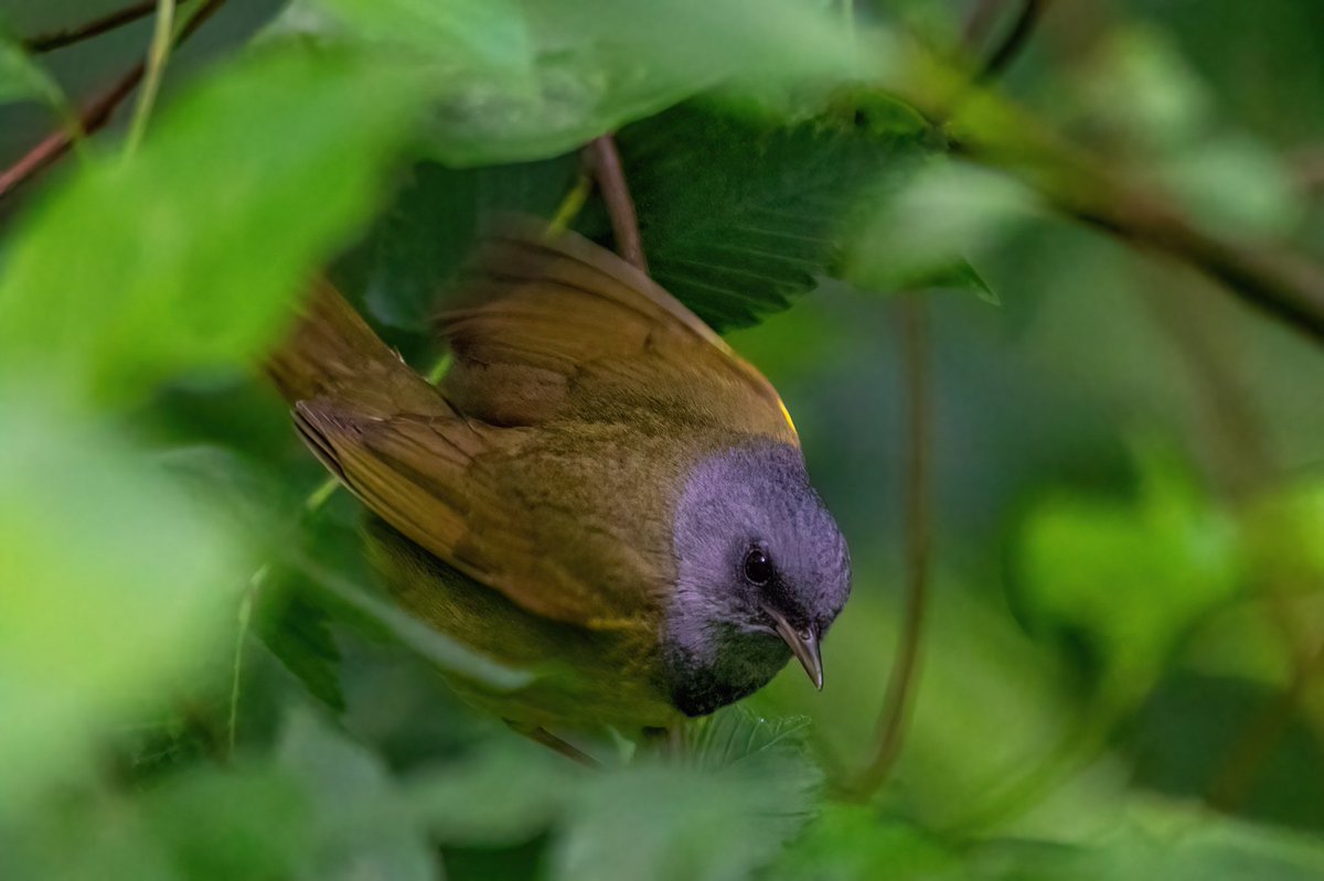 mitoGFP's tweet photo. Mourning Warbler. Thursday walk with @BirdingBobNYC #birdcpp #BirdsSeenIn2022 #birdwatching #birding #BirdTwitter #urbanbirding #springbirding @inaturalist #BirdsofNYC #springmigrants #Warbler #mourningwarbler https://t.co/2sNLVxLwVr