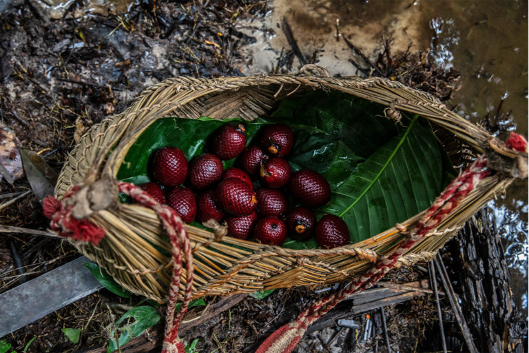 Indigenous Brazilians collect seeds, helping to restore damaged forest. news.mongabay.com/2022/05/villag… @mongabay @dadogaldieri @pulitzercenter