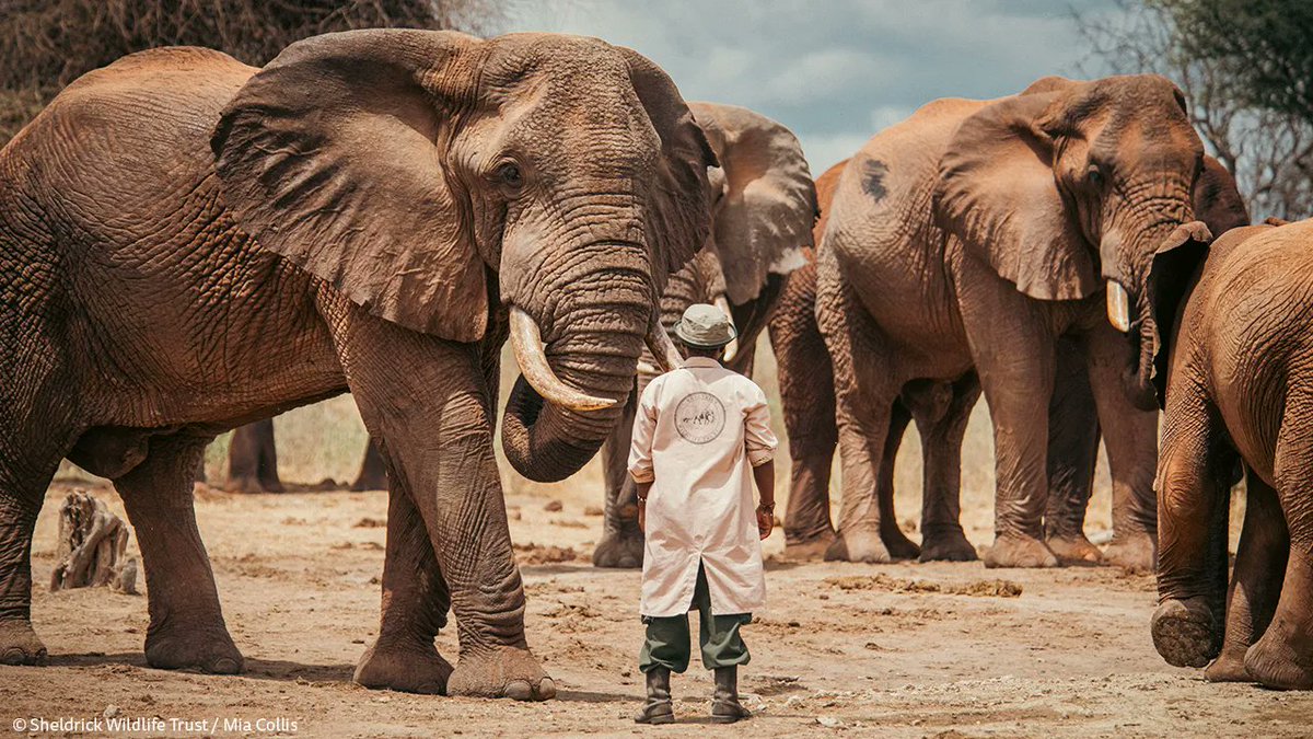 SheldrickTrust's tweet image. Giants like these take your breath away. But decades ago, poaching nearly wiped them out. With your help, we sought to bring them back. Regular anti-poaching patrols around have established secure habitats and now they return in their droves.