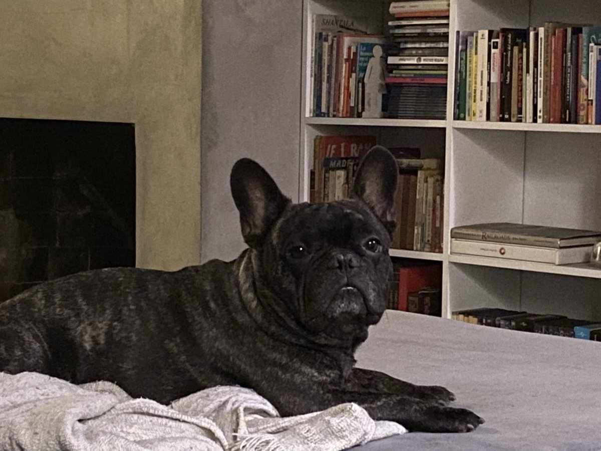 lilyannmartin's tweet image. #LiberenACocoYa