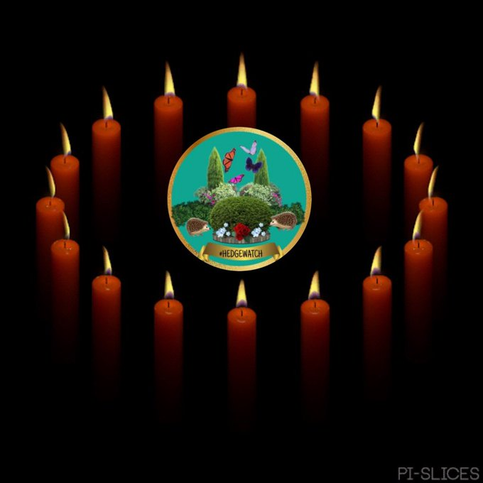 Brock's climbed into his hammock, which means it's time to wish you goodnight #hedgewatch ers everywhere. We're leaving our candle burning for Flimbo, <a href="/Wackelkasper/">Oscar, Sunny&Barney 🐈🐈</a>, &amp; all our other friends on the far side of the rainbow. Our love &amp; thoughts are with you &amp; your families #HWRB