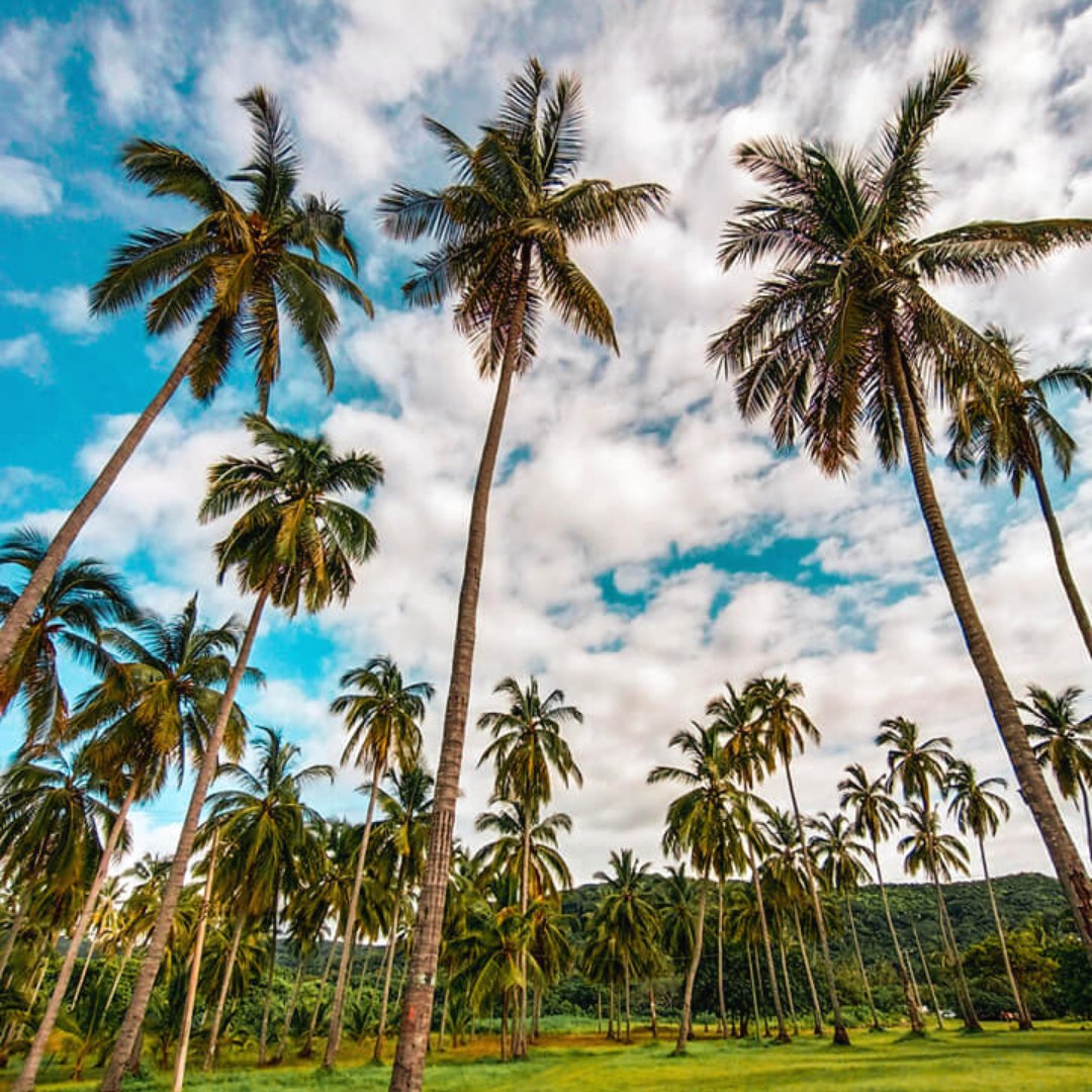 Definitivamente uno de los escenarios perfectos en Riviera Nayarit para gozar el verano y tomar unas fotos increíbles.🌴☀️
.
.
#rivieranayarit #nayarit #nayaritdespiertaloenti #mexico #visitimexico #summer #bestplace #summer #beachvibes