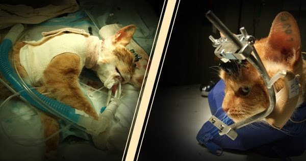 greennomad61's tweet image. .@FDADeviceInfo 
.@CDCDirector 
.@USDA_APHIS 
.@WhiteHouse 
.@USCPSC

In 2022 all vivisection &amp;amp; testing on innocent animals needs to end.
90 - 95% failure rate⤴

#FDAModernizationAct needs to be approved 📣 CONGRESS