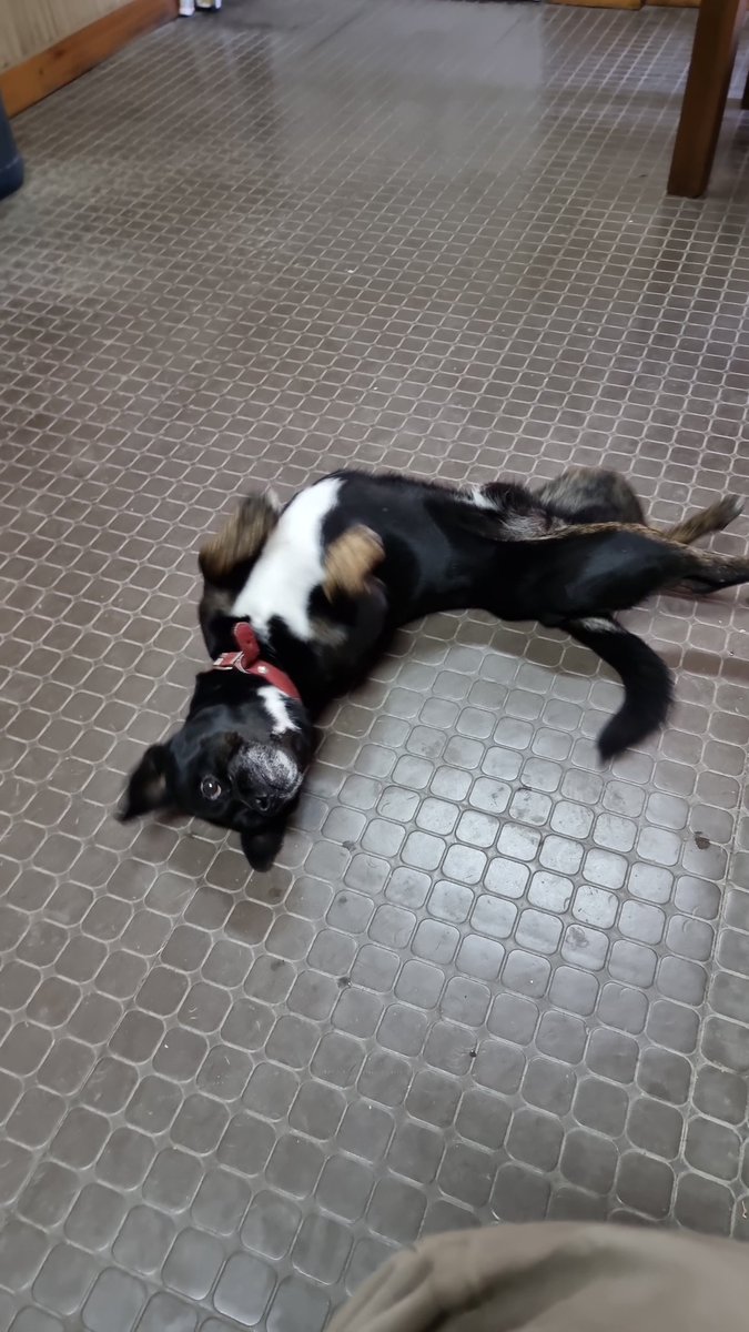 FabianRosse's tweet image. #Doby dice que #LiberenACocoYa