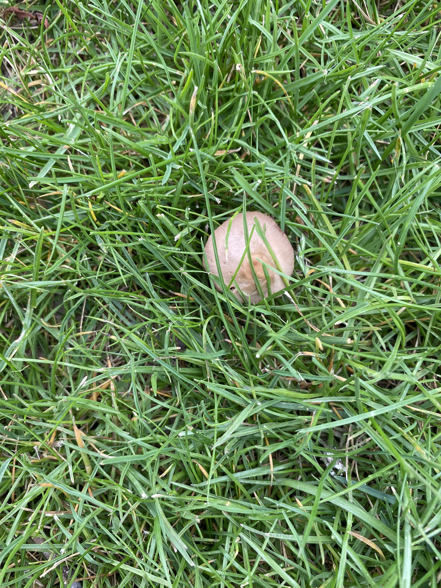 H&H Medical on Twitter "JUST THE TIP 🍄🍄🍄 https//t.co/1boeMCiIjA