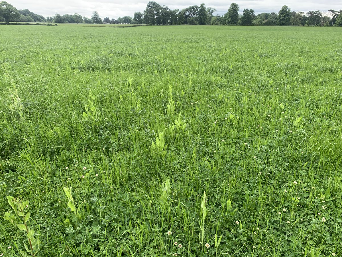 Nice to wrap up my work with <a href="/AHDB_BeefLamb/">AHDB Beef & Lamb</a> working with <a href="/Mobberleyangus/">Ian Norbury</a> under the #strategicfarm programme, so many changes made here with the benefit of these changes being realised in the volatile times we find ourselves in. 👍