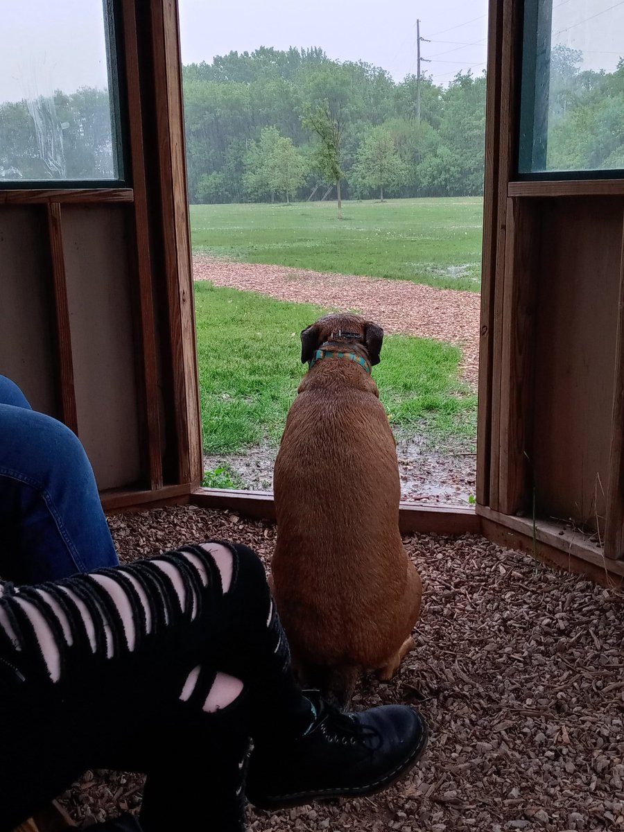 SSS_Howie's tweet photo. Sometimes, it rains in your happy place.

#dogsoftwitter #dogpark #weathermanwaswrong #therapydog #dogsoftwitter #aintnosunshine #wetdogsmell https://t.co/v6tTn40PWy