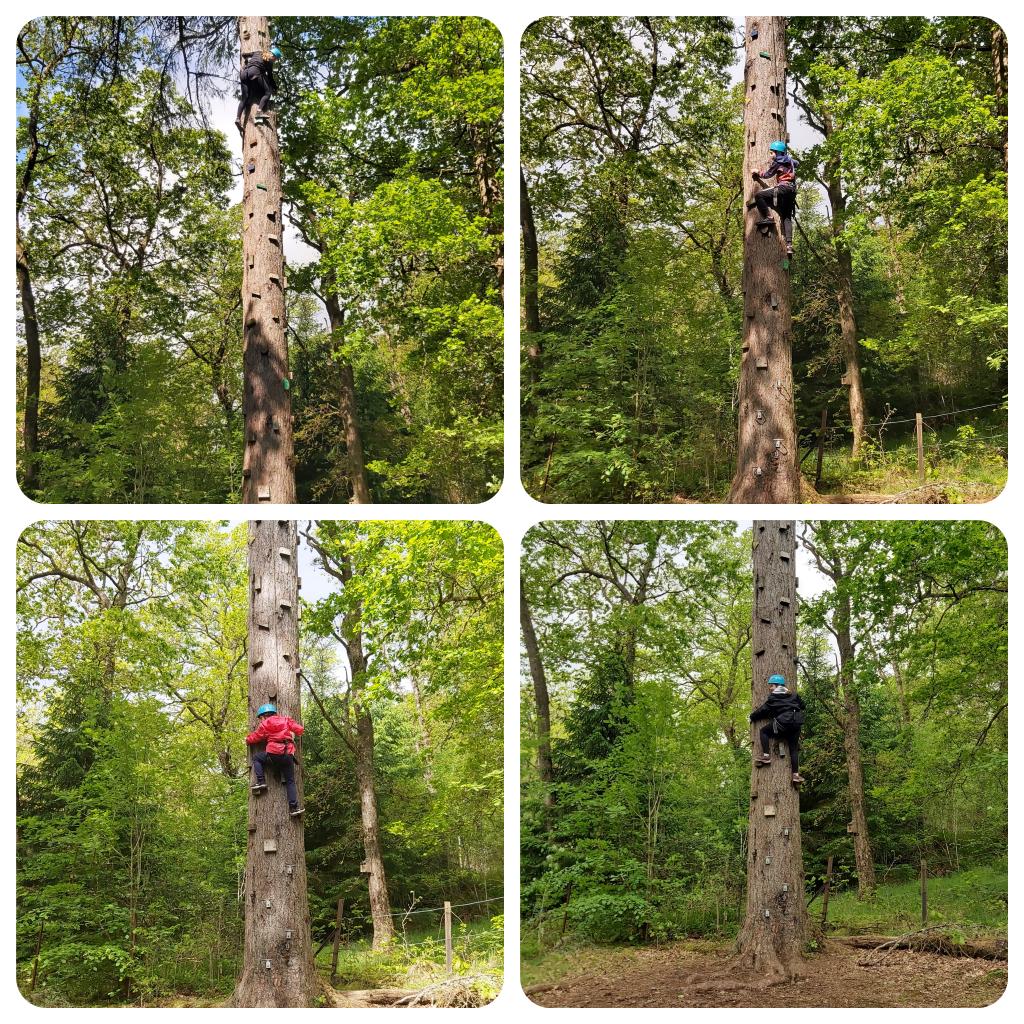 Miss_AWilson's tweet photo. Once again so proud of P7 for giving it a go! This morning it was the perilous heights of the tree climb! 🌳 🧗‍♀️ @_MissMCrooks @mr_farrington https://t.co/0taNI5b1tI