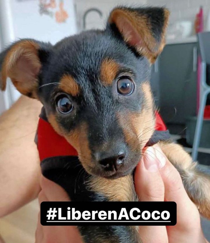 OmarAlejandr's tweet image. #LiberenACocoYa
