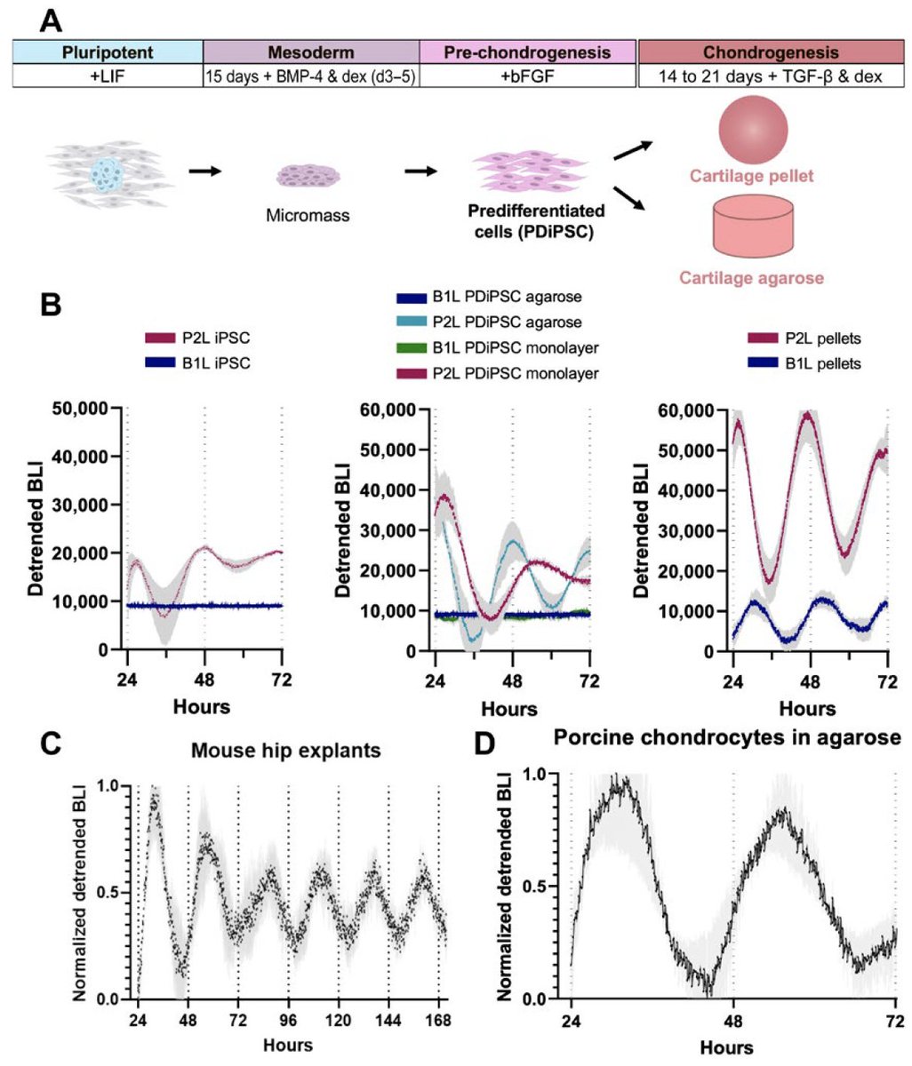 Farshid Guilak (@farsh_g) on Twitter photo Another fun result in <a href="/LPferdehirt/">Lara Pferdehirt</a>'s & <a href="/annardamato/">Anna Damato</a>'s study - stem cells (iPSCs) don't have a circadian rhythm, but as they differentiate to chondrocytes, they develop a 24 hr clock, similar to primary chondrocytes (which will continue to cycle for over a week outside the body!) Another fun result in <a href="/LPferdehirt/">Lara Pferdehirt</a>'s & <a href="/annardamato/">Anna Damato</a>'s study - stem cells (iPSCs) don't have a circadian rhythm, but as they differentiate to chondrocytes, they develop a 24 hr clock, similar to primary chondrocytes (which will continue to cycle for over a week outside the body!)
