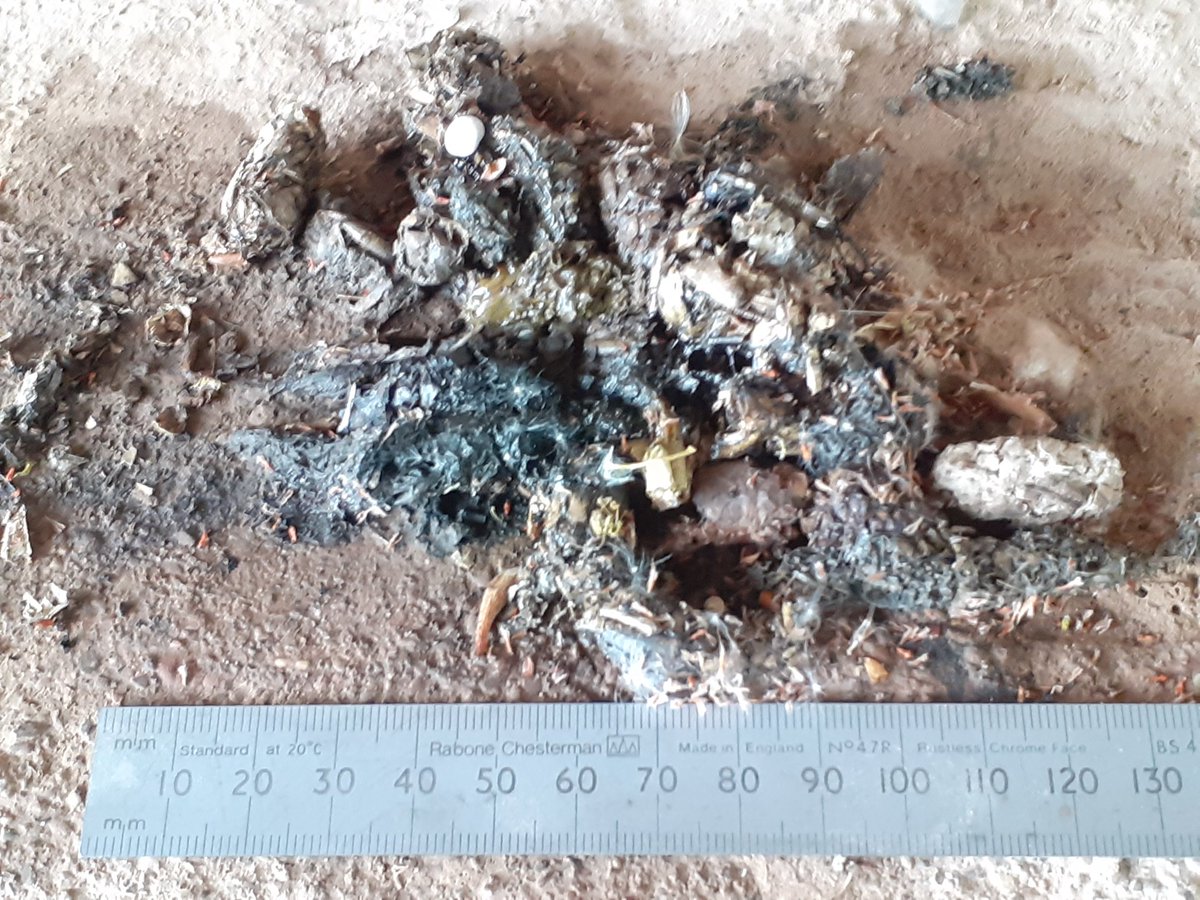 SMooreHereford's tweet photo. Proper #otter #spraint find! 
Any ideas what the white hemispheres found in it might be from? @AlecBMMoore @Skull_Bloke @WildOtterTrust @HfdsMammals https://t.co/eYuyIvhsHo
