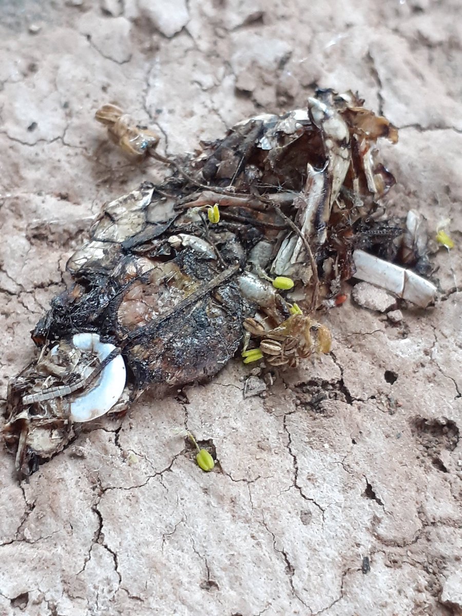 SMooreHereford's tweet photo. Proper #otter #spraint find! 
Any ideas what the white hemispheres found in it might be from? @AlecBMMoore @Skull_Bloke @WildOtterTrust @HfdsMammals https://t.co/eYuyIvhsHo