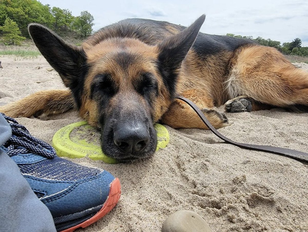 westpawus's tweet photo. All of us waiting for 5 pm on Friday! #LongWeekend #GetOutAndPlay
Toy pictured: #Zisc
Get free shipping when you order $25 or more! Use code: Play22
Only valid on US orders $25 or more, excludes AK & HI. Not valid on expedited shipping and wholesale orders. Ends 5/29/2022. https://t.co/uWc9t0Rzwl