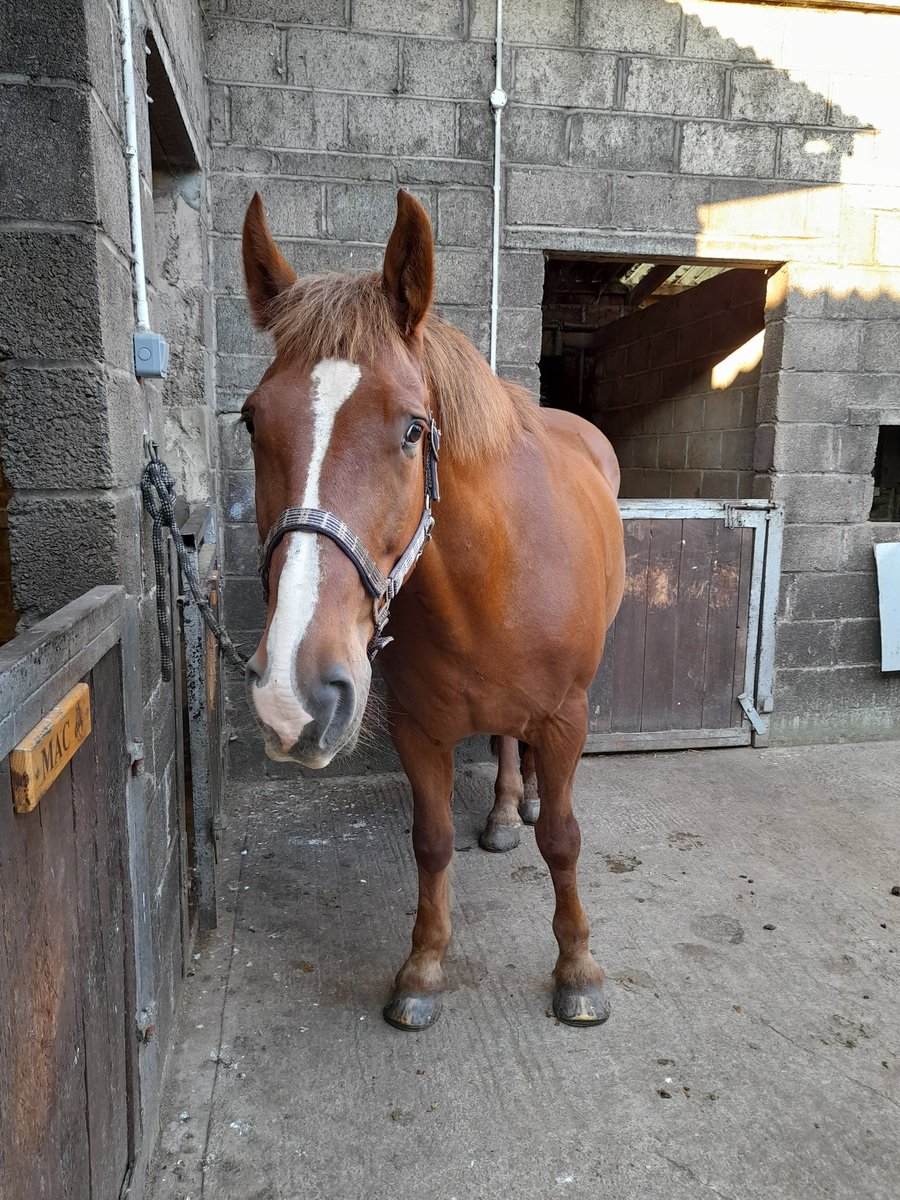 Clancy the Irish Draught tweet media