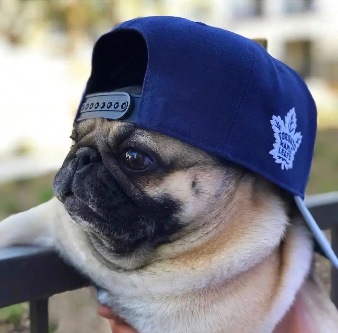pug_lovers_club's tweet photo. #puglife #puglovers https://t.co/NkAPiK06e5