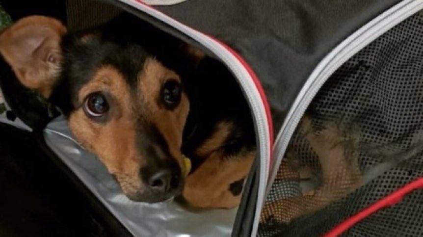 Permitieron un entrenador-psicólogo para Dylan en Olivos, en plena cuarenta y c/dinero público, pero retienen a un perrito c/ una justificación absurda, llegando al límite d la tortura. 
Porq en Argentina somos todos iguales pero hay ciudadanos más iguales q otros.
#LiberenACoco