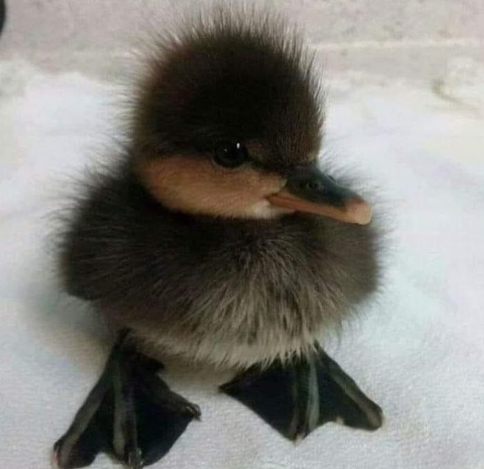 А межу прочим это лебедь ! Только исчо маленький ! 😊🦢🦢